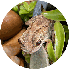 Site icon: a small brown tree frog perched among succulent leaves
